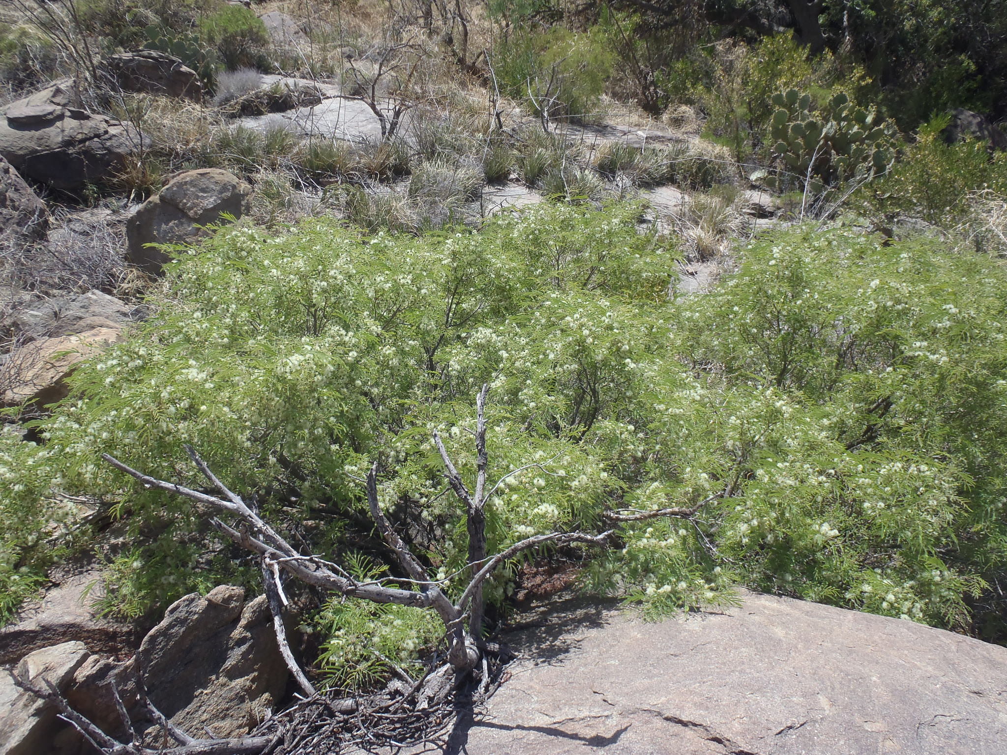 Lysiloma acapulcensis 